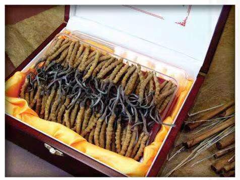 石狮冬虫夏草回收?